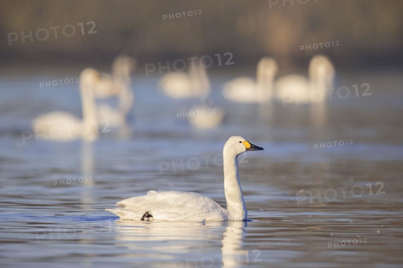 Bewick's swans