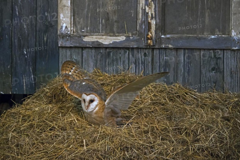 Common barn owl