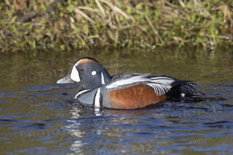 Harlequin duck