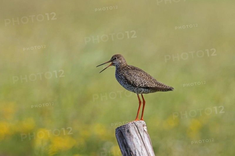 Common redshank