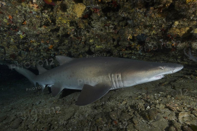 Sand tiger shark