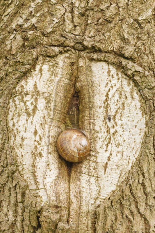 Burgundy snail