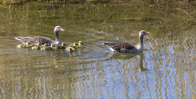 Greylag Goose