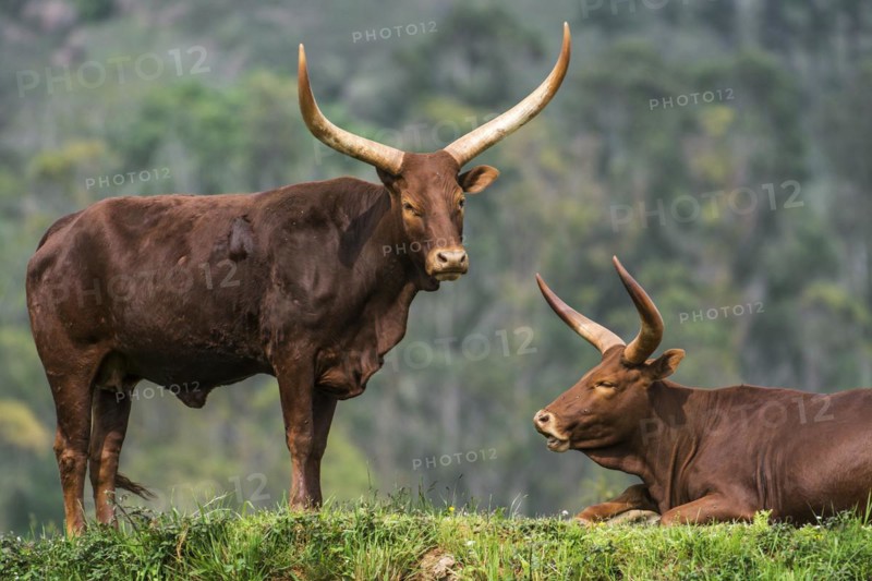 Watusi