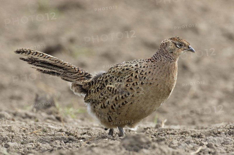 Common pheasant