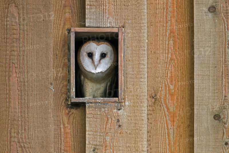 Young common barn owl