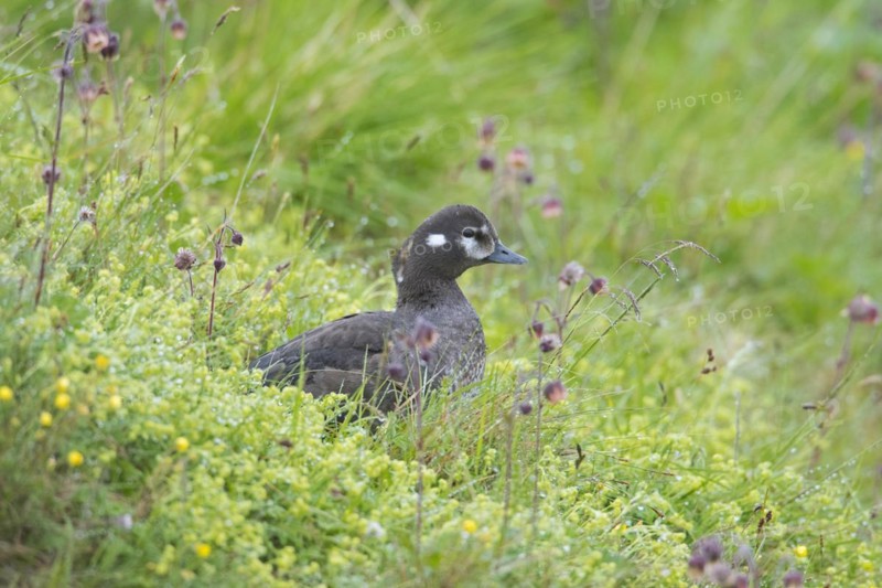Harlequin duck