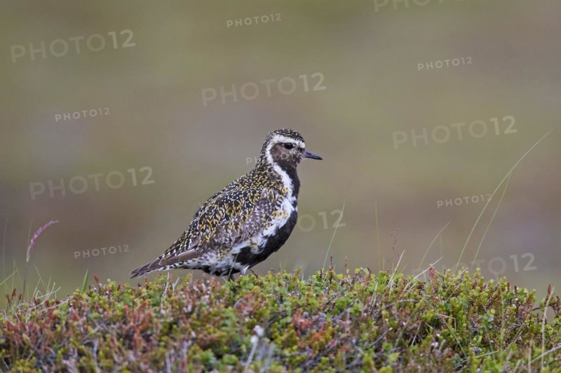 European golden plover