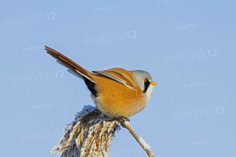 Bearded reedling
