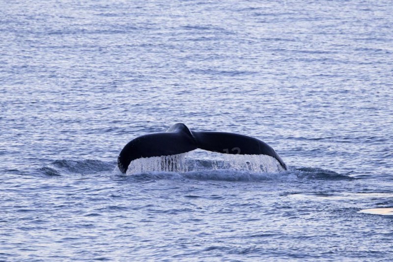 Humpback whale
