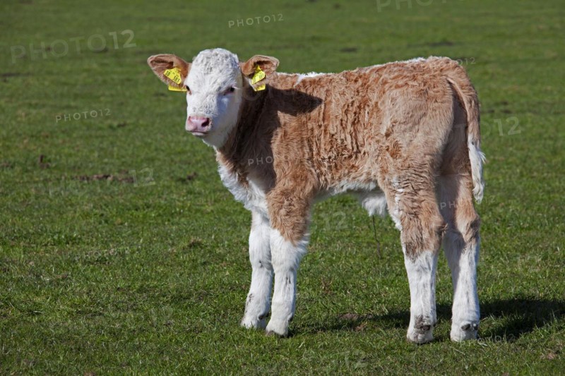 Calf
