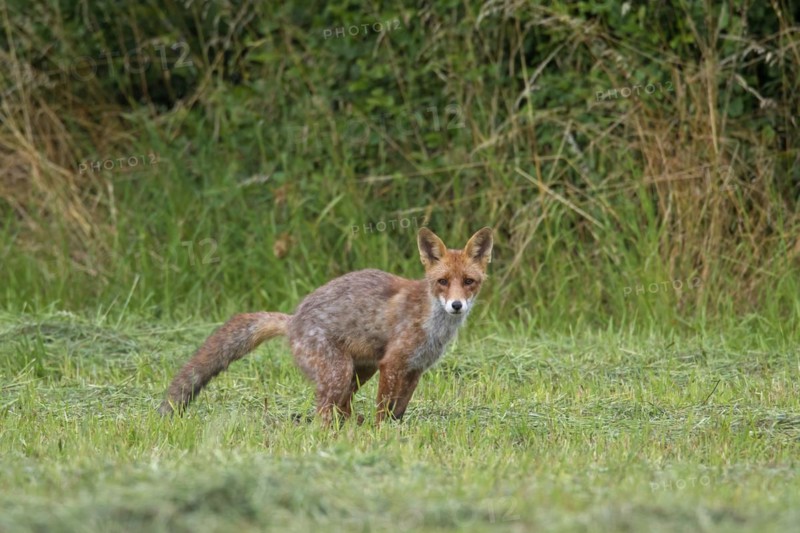 Red fox
