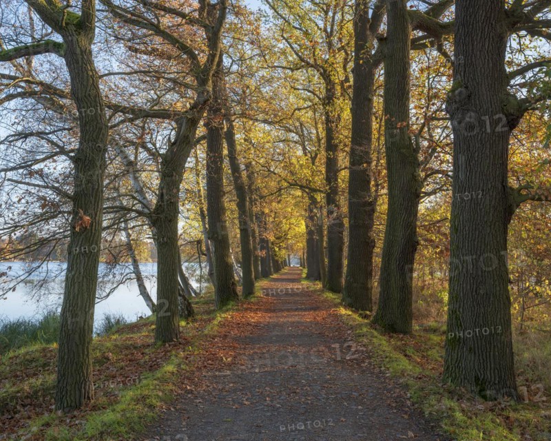 Oak avenue in the Plothen pond area