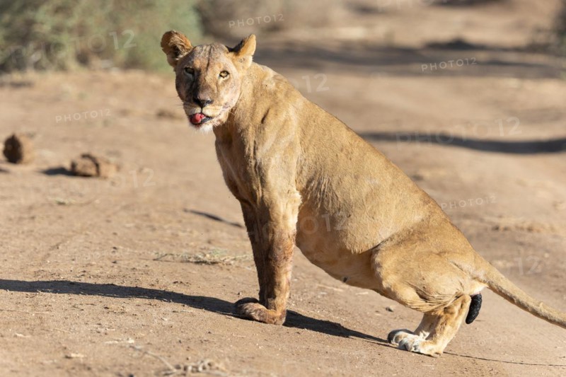 Lion