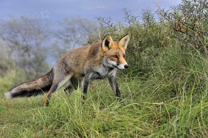 Red fox