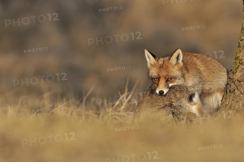 Red fox