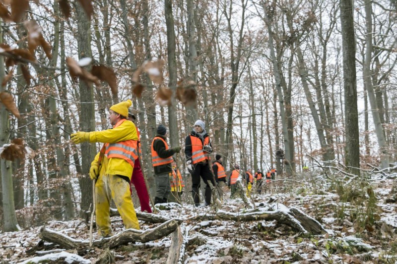 Driven hunt in Schoenbuch Nature Park
