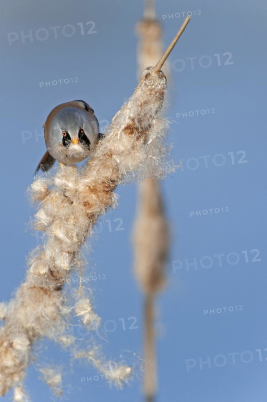 Bearded Reedling