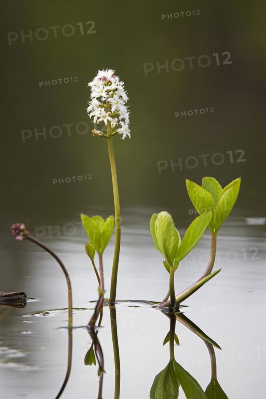 Bogbean