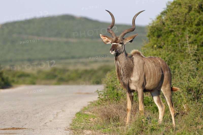 Greater kudu