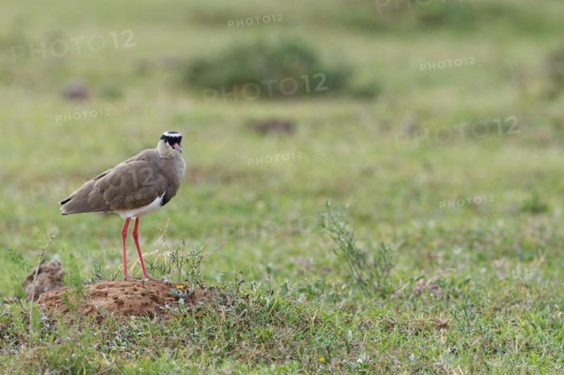 Crowned Lapwing