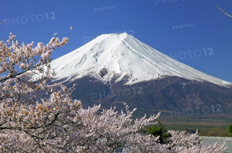 Mount Fuji and cherry blossoms Fujiyoshida city Yamanashi Japan