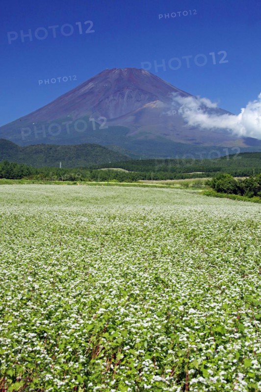Mount Fuji and buckwheat field Shizuoka Japan