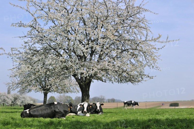 Cows