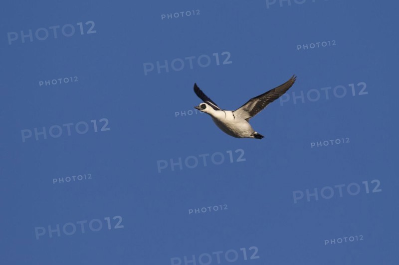Smew