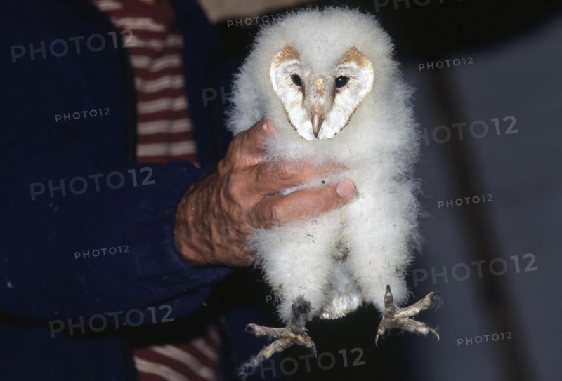 Ringer holding Barn owl