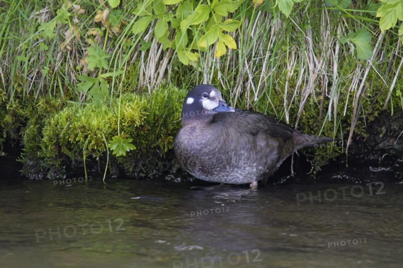 Harlequin duck
