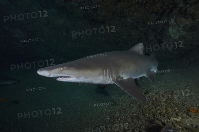 Close-up of sand tiger shark