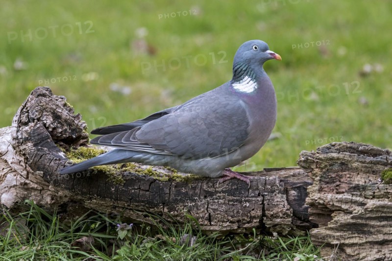 Common wood pigeon