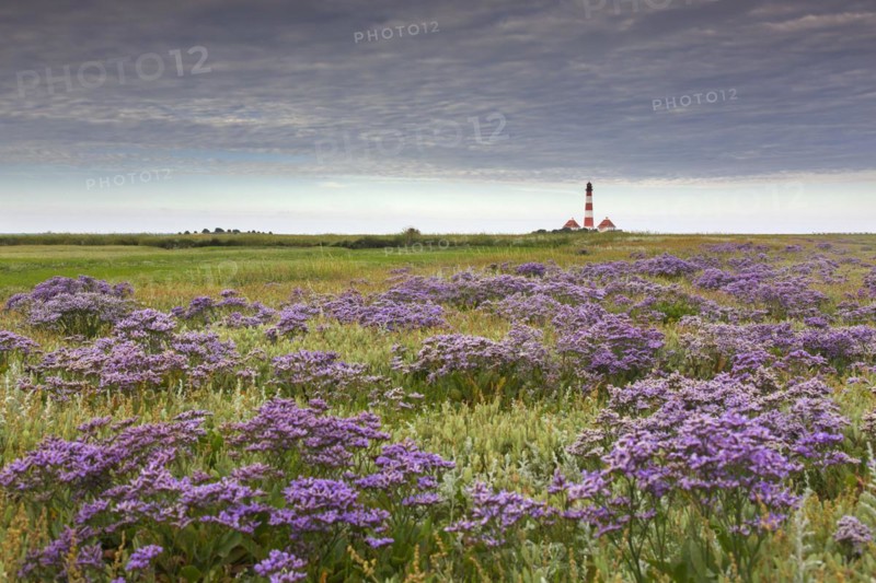Sea-lavender in flower and lighthouse Westerheversand at Westerhever