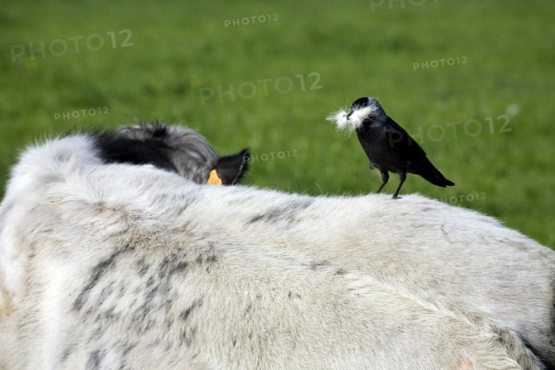 Jackdaw