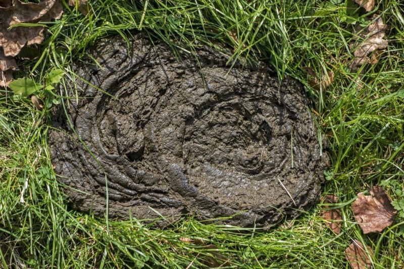 Cow dung
