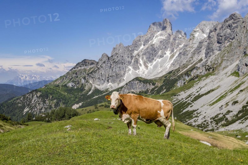 Alpine cow and mountain Grosse Bischofsmuetze