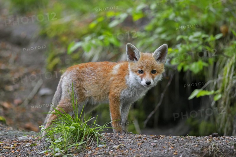 Young red fox