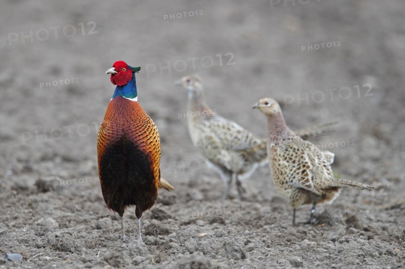 Common pheasant