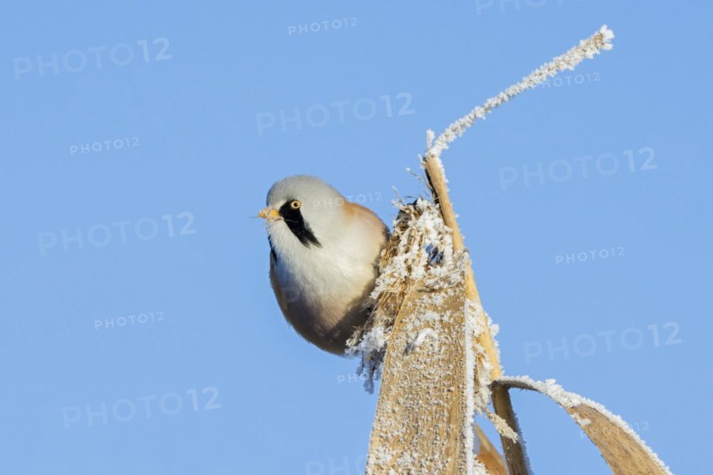Bearded reedling
