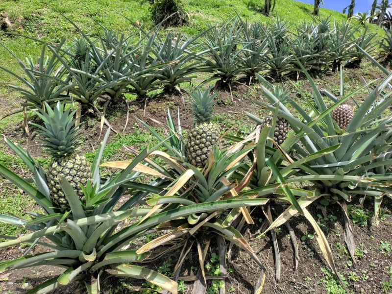 Arenal Volcano National Park