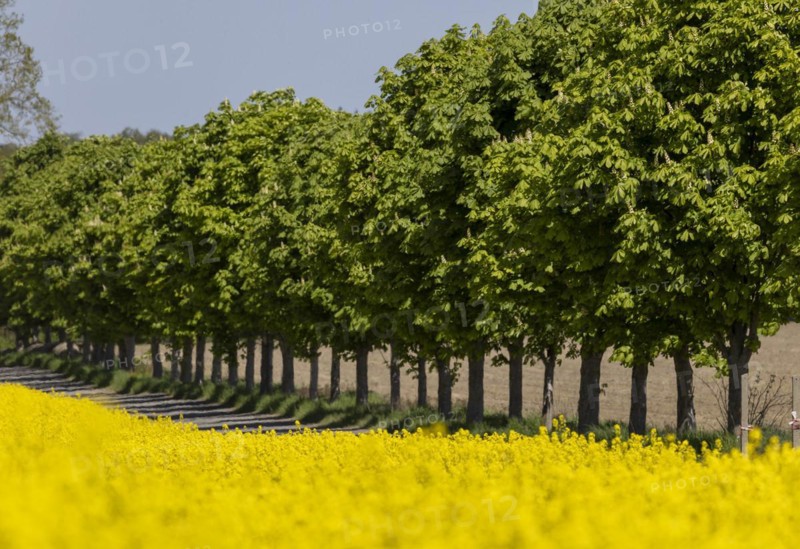Avenue trees behind a rape field