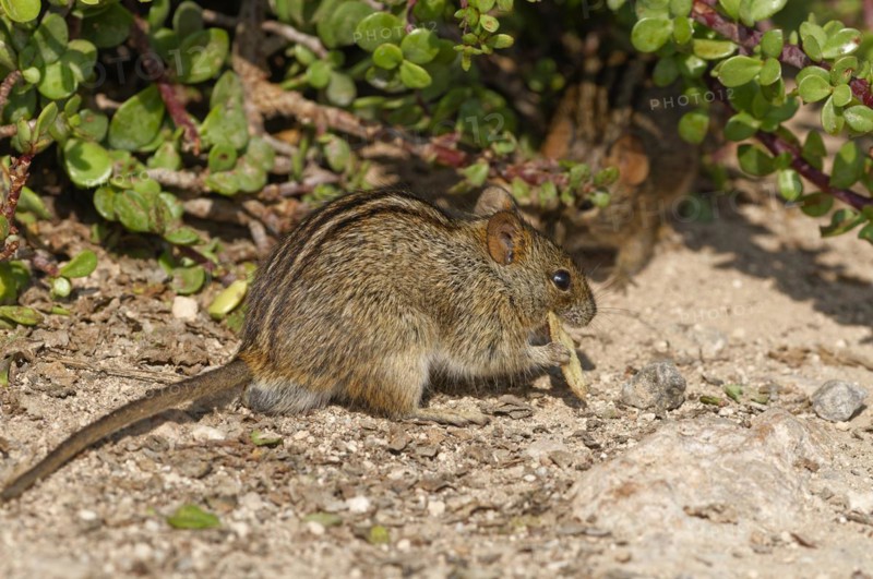 Four-striped grass mouse