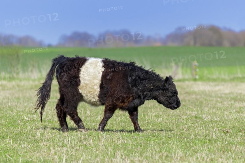 Belted Galloway
