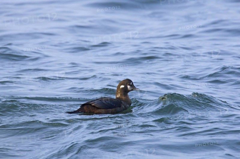 Harlequin duck