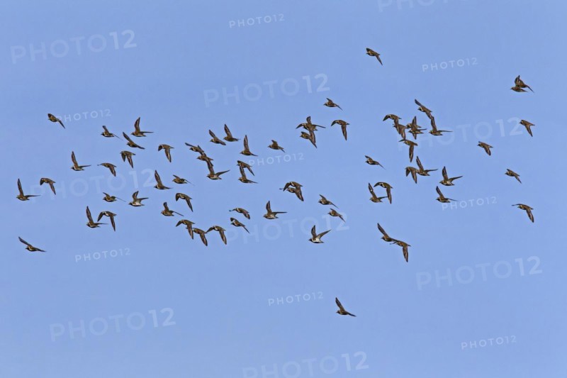 European golden plovers