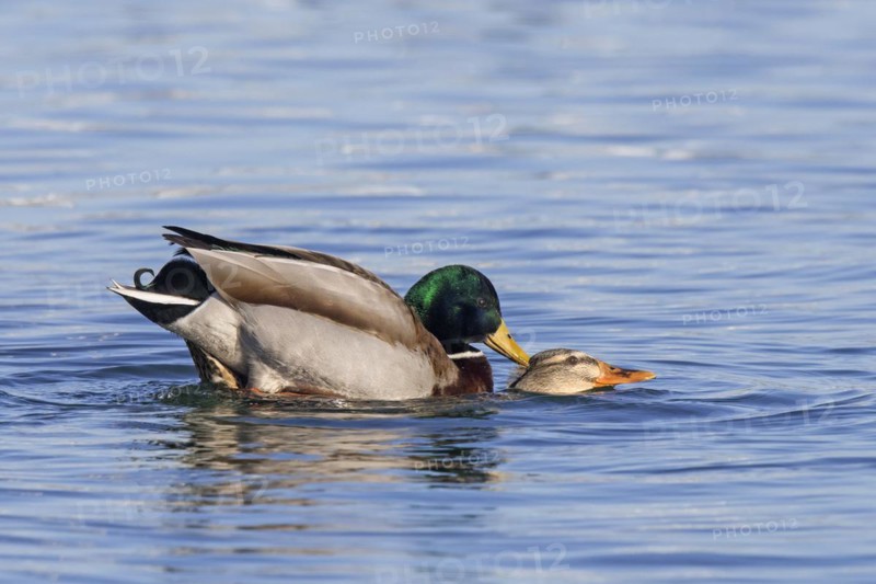 Mallard