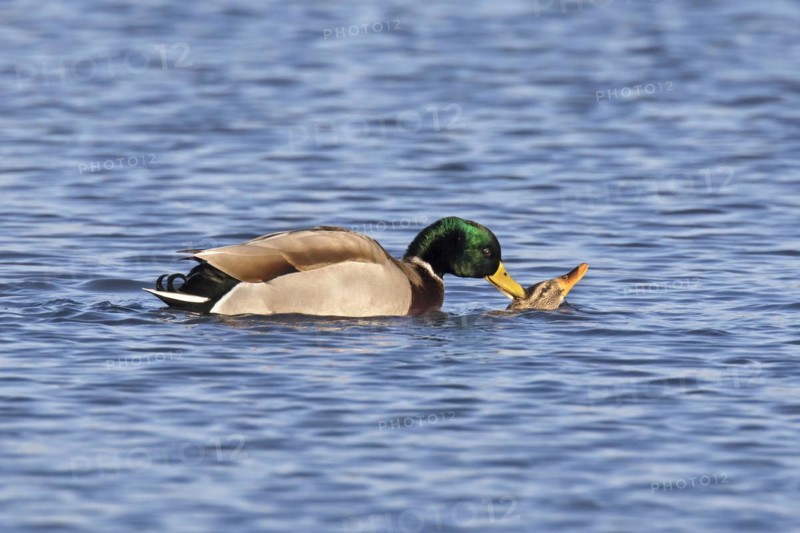 Mallard