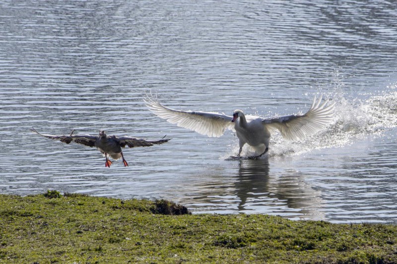 Territorial Mute Swan