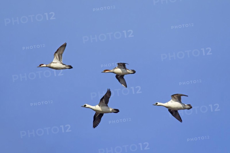 Smew